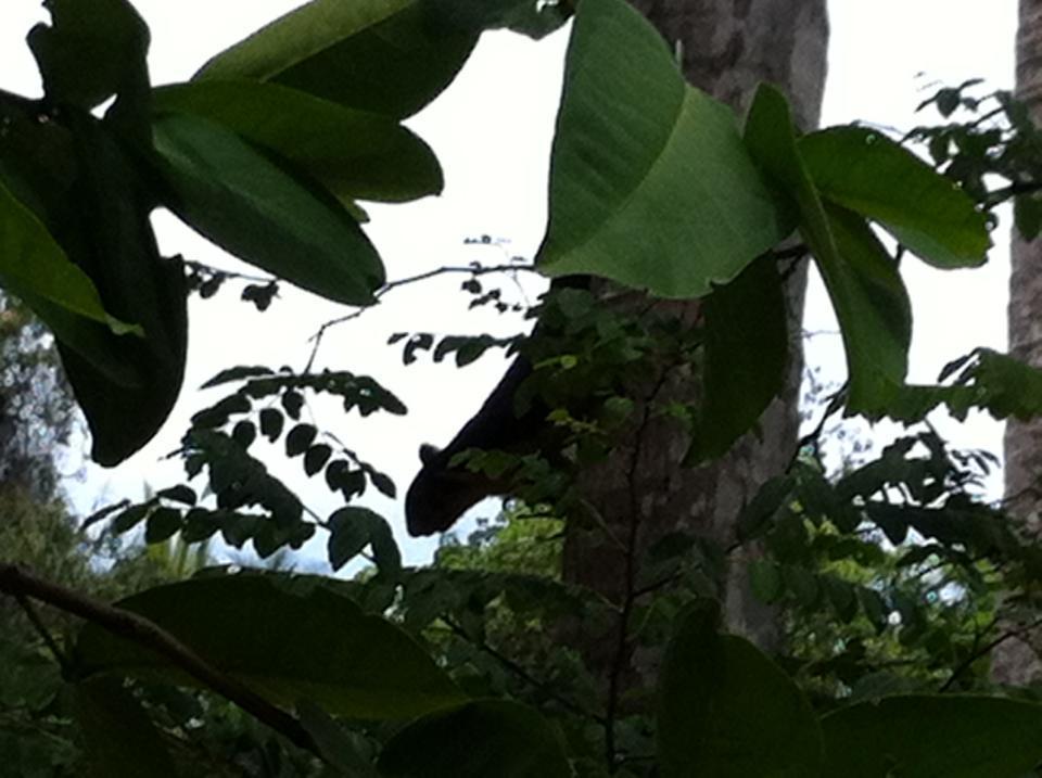 Gem Field Rest Bed and Breakfast Ratnapura Buitenkant foto